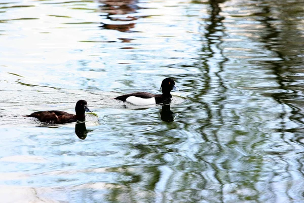 Pato Lago — Foto de Stock