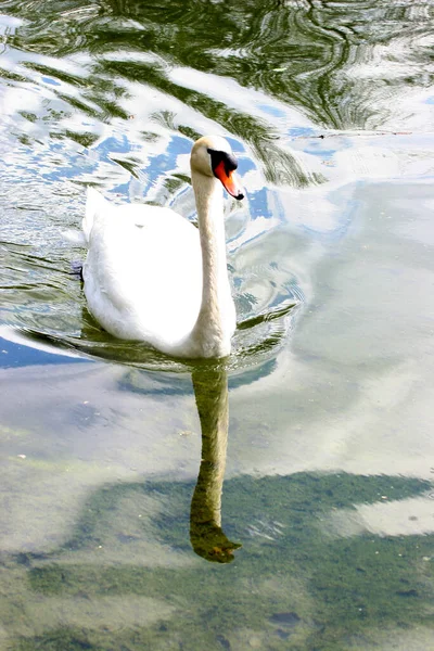 Anatra Lago — Foto Stock