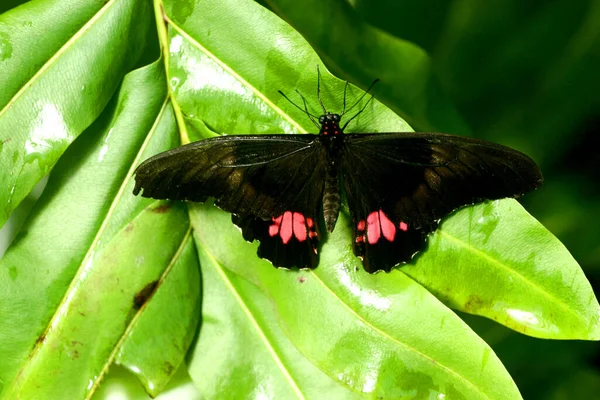 自然界中的蝴蝶 植物和动物 — 图库照片