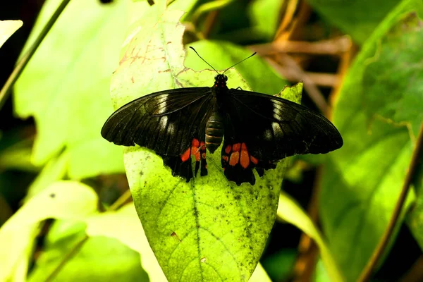 Motyl Flora Fauna Przyrodzie — Zdjęcie stockowe