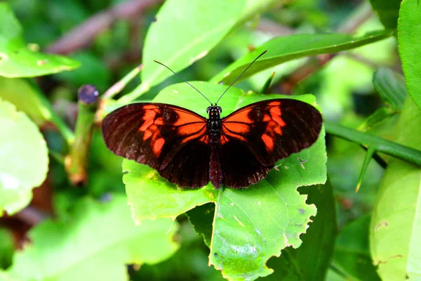 Borboleta Flora Fauna Natureza — Fotografia de Stock