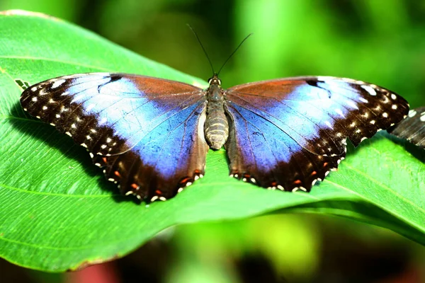 Pillangó Növény Állatvilág Természetben — Stock Fotó