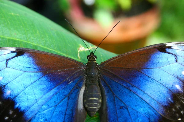Метелик Флора Фауна Природі — стокове фото