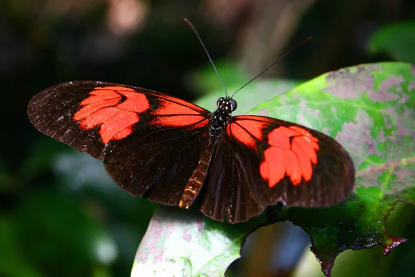 Papillon Flore Faune Dans Nature — Photo