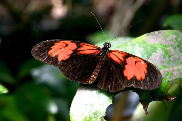 自然界中的蝴蝶 植物和动物 — 图库照片