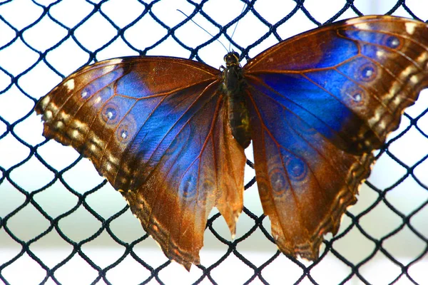 Kelebek Bitki Hayvanlar Doğada — Stok fotoğraf