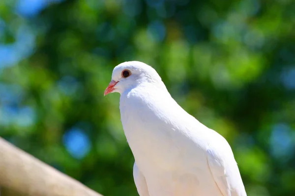 Vue Panoramique Bel Oiseau Nature — Photo