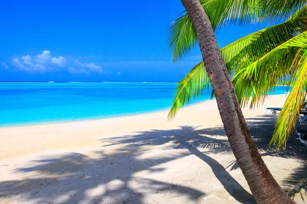 모래와 청록색 바다에 야자나무가 — 스톡 사진