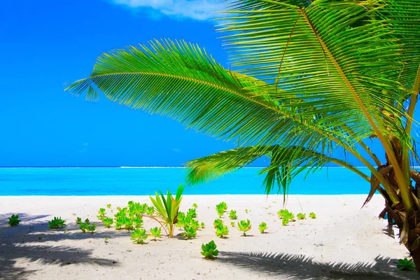 Plage Rêve Avec Palmiers Sur Sable Blanc Océan Turquoise — Photo