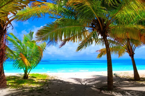 Beyaz Kum Turkuaz Okyanus Üzerinde Palmiye Ağaçları Olan Rüya Kumsalı — Stok fotoğraf