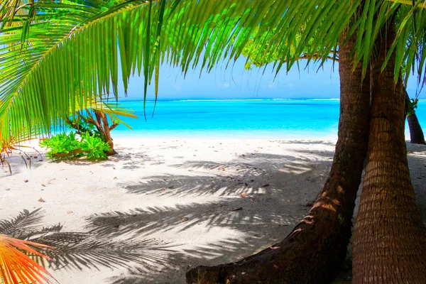 Playa Ensueño Con Palmeras Arena Blanca Océano Turquesa —  Fotos de Stock