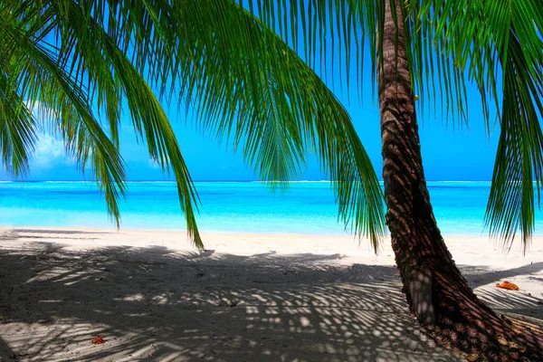 Droomstrand Met Palmbomen Wit Zand Turquoise Oceaan — Stockfoto