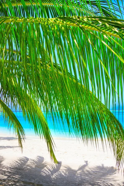 Traumstrand Mit Palmen Auf Weißem Sand Und Türkisfarbenem Meer — Stockfoto