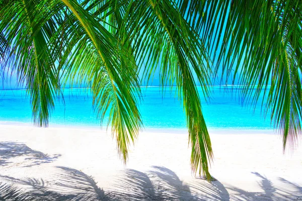 Playa Ensueño Con Palmeras Arena Blanca Océano Turquesa —  Fotos de Stock