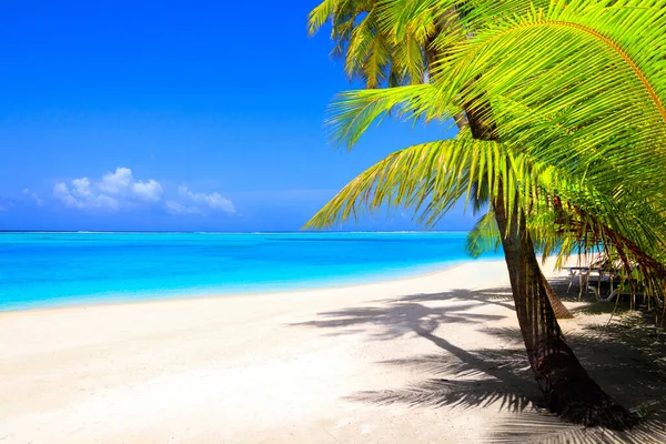 Spiaggia Sogno Con Palme Sabbia Bianca Oceano Turchese — Foto Stock