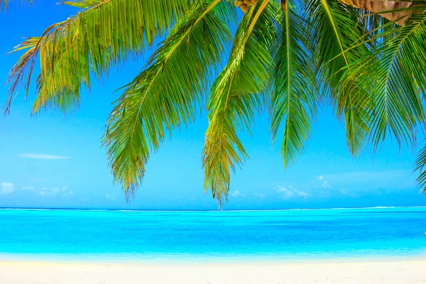 Playa Ensueño Con Palmeras Arena Blanca Océano Turquesa —  Fotos de Stock