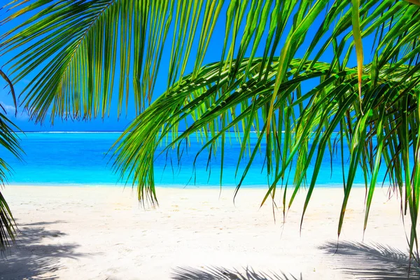 Droomstrand Met Palmbomen Wit Zand Turquoise Oceaan — Stockfoto