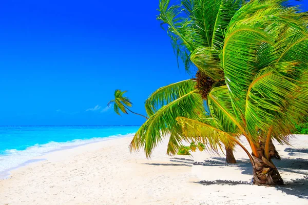 Droomstrand Met Palmbomen Wit Zand Turquoise Oceaan — Stockfoto