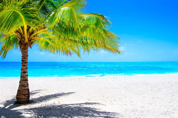 Drömstrand Med Palmer Vit Sand Och Turkost Hav — Stockfoto