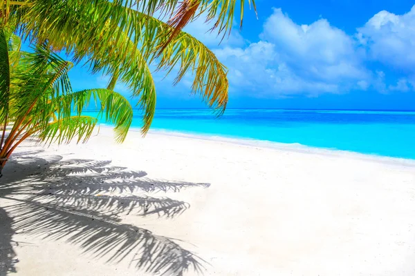 Plage Rêve Avec Palmiers Sur Sable Blanc Océan Turquoise — Photo