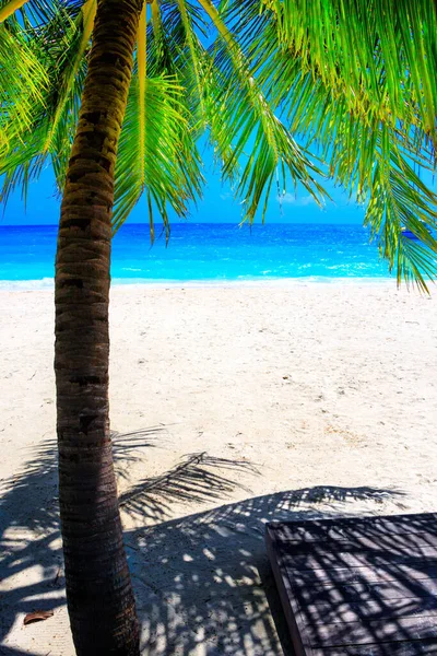 Dream Plaży Palmami Białym Piasku Turkusowym Oceanie — Zdjęcie stockowe