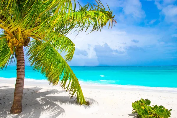 白い砂浜とターコイズブルーの海にヤシの木と夢のビーチ — ストック写真