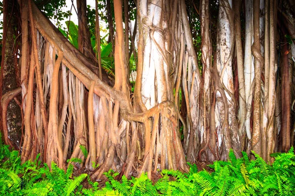 Μεγάλο Δέντρο Lianas — Φωτογραφία Αρχείου