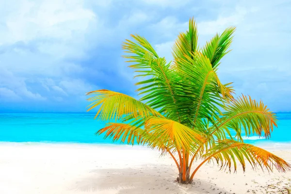 Playa Ensueño Con Palmeras Arena Blanca Océano Turquesa —  Fotos de Stock