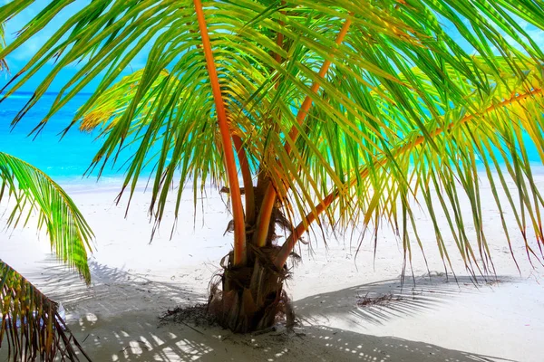 Playa Ensueño Con Palmeras Arena Blanca Océano Turquesa —  Fotos de Stock