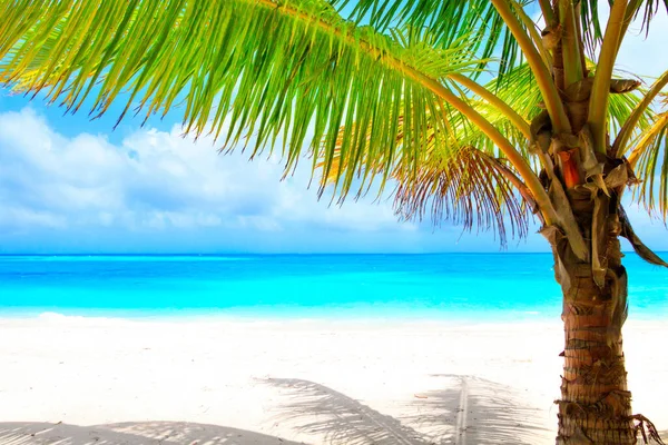 Playa Ensueño Con Palmeras Arena Blanca Océano Turquesa —  Fotos de Stock