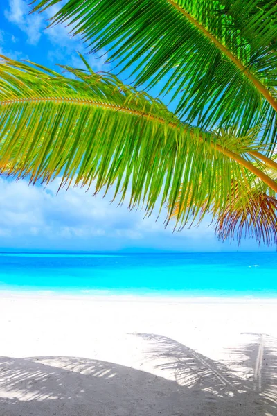 Playa Ensueño Con Palmeras Arena Blanca Océano Turquesa —  Fotos de Stock