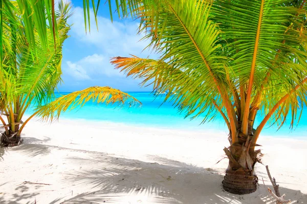 Plage Rêve Avec Palmiers Sur Sable Blanc Océan Turquoise — Photo