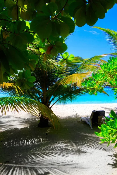 Dream Plaży Palmami Białym Piasku Turkusowym Oceanie — Zdjęcie stockowe