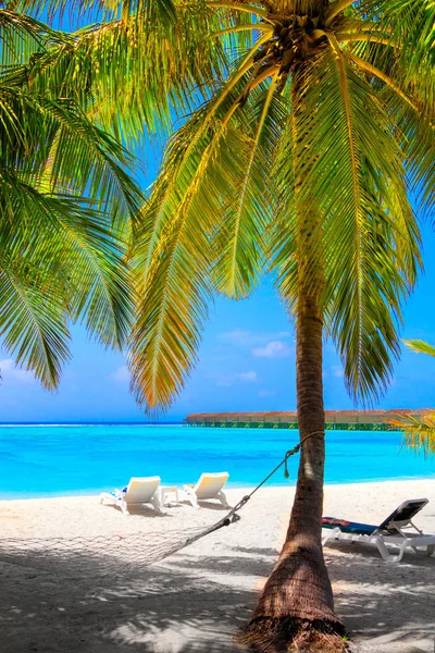 Witte Droom Strand Met Palmbomen Hangmat Voorkant Van Turquoise Oceaan — Stockfoto