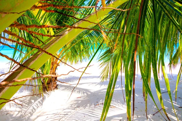 Playa Ensueño Con Palmeras Arena Blanca Océano Turquesa —  Fotos de Stock