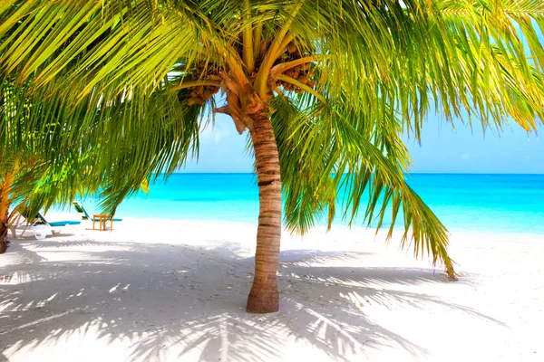 Drömstrand Med Palmer Vit Sand Och Turkost Hav — Stockfoto