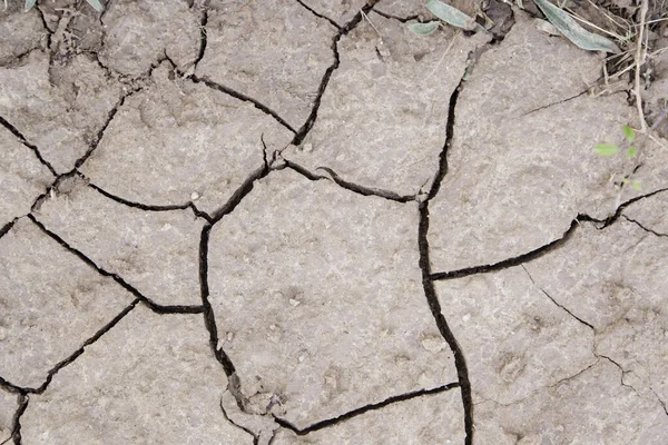 가뭄으로 생태계 — 스톡 사진