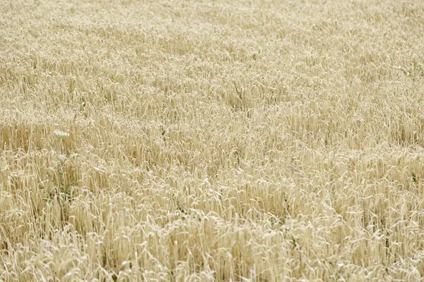 Сельское Хозяйство Пшеничное Поле Сельской Местности Сельскохозяйственные Растения Поле — стоковое фото