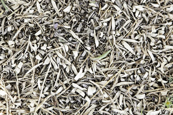 Getrocknete Olivenblätter Detail Eines Fußbodens Einem Olivenhain — Stockfoto