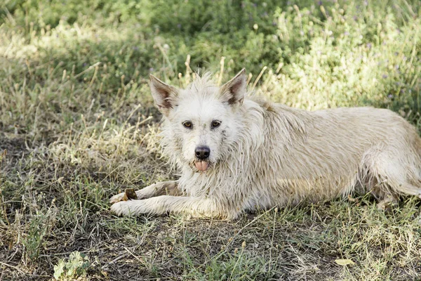 Sabueso Español Detalle Perro Compañía — Foto de Stock