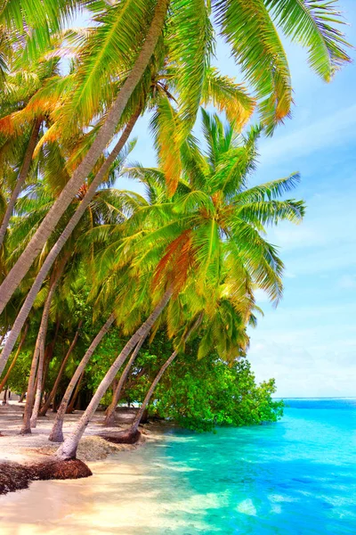 Playa Ensueño Con Palmeras Arena Blanca Océano Turquesa — Foto de Stock