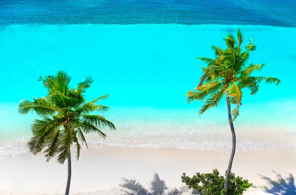 沙滩上的棕榈树和头顶上碧绿的大海 — 图库照片
