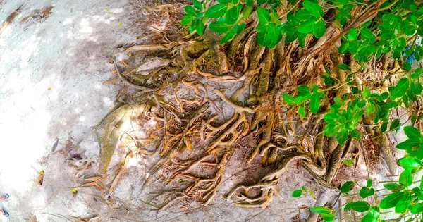 Großer Baum Mit Lianen — Stockfoto