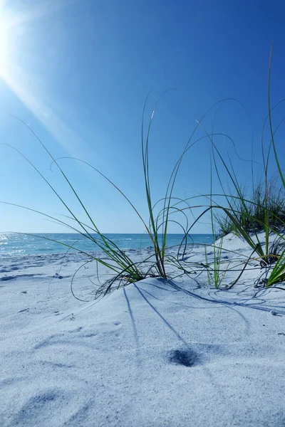 Weißer Sandstrand Und Grüne Büsche Aus Nächster Nähe Über Sonnenblauem — Stockfoto