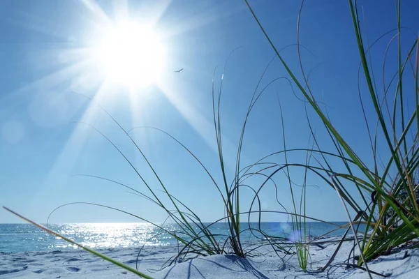 Weißer Sandstrand Und Grüne Büsche Aus Nächster Nähe Über Sonnenblauem — Stockfoto