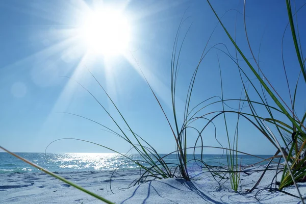 Weißer Sandstrand Und Grüne Büsche Aus Nächster Nähe Über Sonnenblauem — Stockfoto
