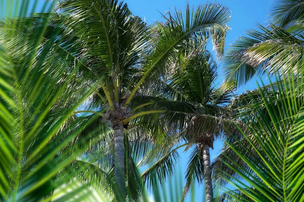 Skupina Zblízka Vysoké Kokosové Palmy Nad Slunnou Modrou Oblohou Pláži — Stock fotografie