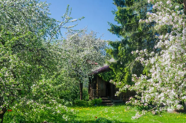 Blooming Garden Old Apple Trees — Stock Photo, Image