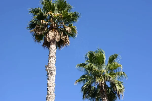 Palmbomen Blauwe Lucht Spanje Costa Blanca — Stockfoto