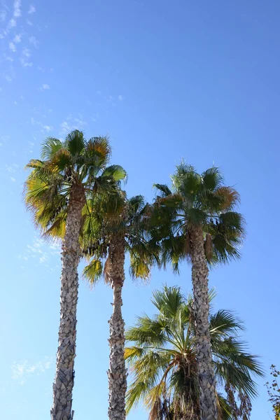 Palmetrær Den Blå Himmelen Spania Costa Blanca – stockfoto